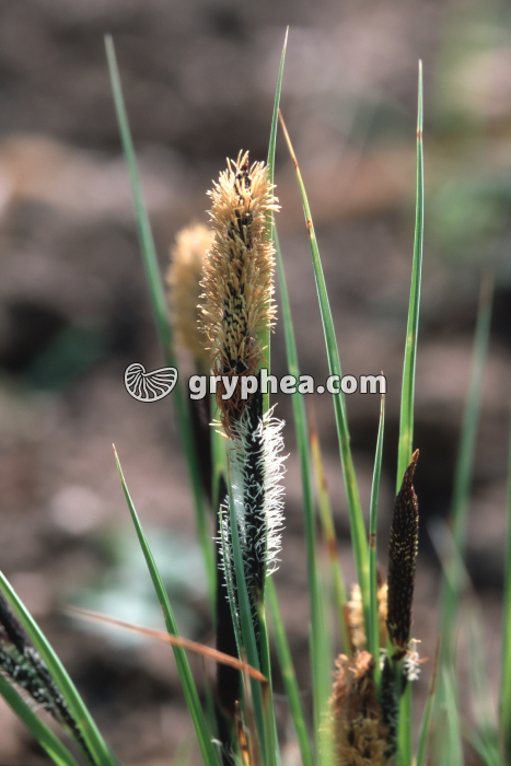 Laîche ou Carex (Carex sp.) - fleurs - gryphea.com